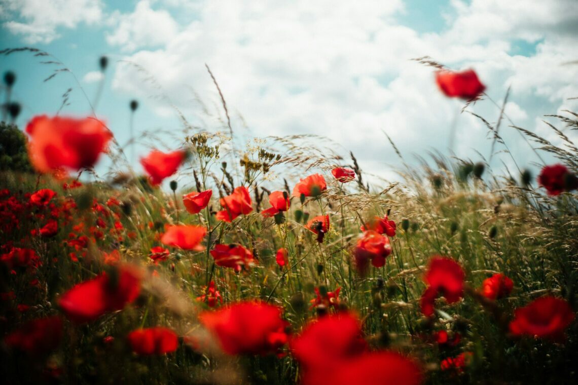 Champ de coquelicot en été