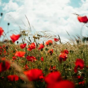 Champ de coquelicot en été